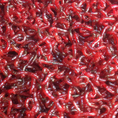 Fjädermyggslarver (Bloodworms - levande) i förpackning med vatten