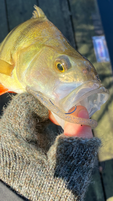 Zappu - Rigid Finesse - Grym finessekrok