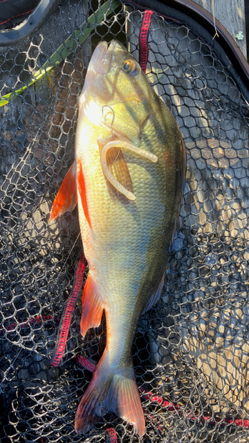 DUO Realis Wriggle Crawler 3,8"