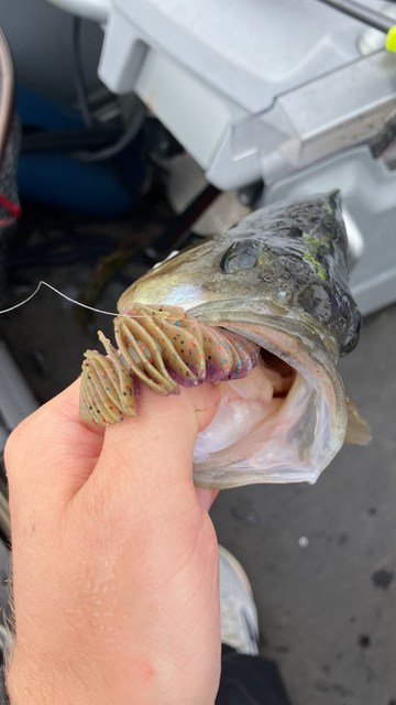 Geecrack - Bellows Gill - 2,8"