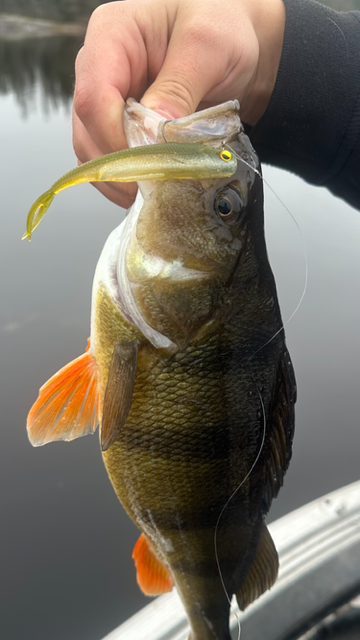 Raid Japan - Fisholler 4"