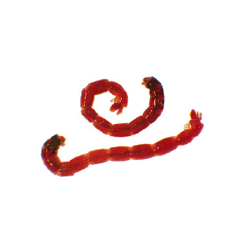 Fjädermyggslarver (Bloodworms - levande) i förpackning med vatten